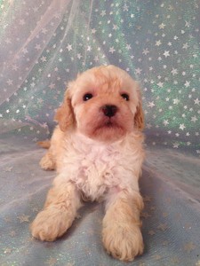 Bichon Poodle Puppies for sale|By Bichon poo Breeders in IA|Female Bichon Poo #6 Born Feb. 5th 2013 2